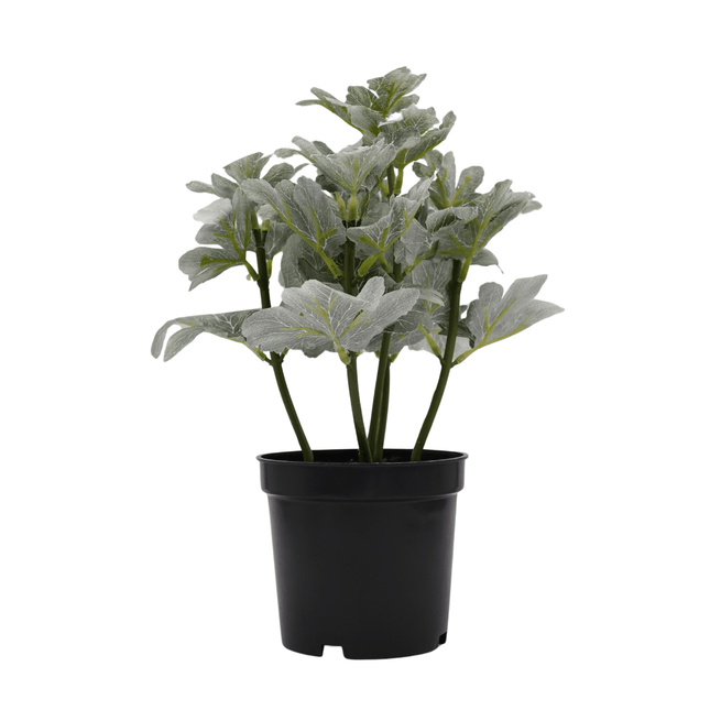 Bonsai Flora