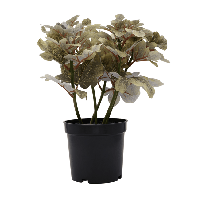 Bonsai Flora
