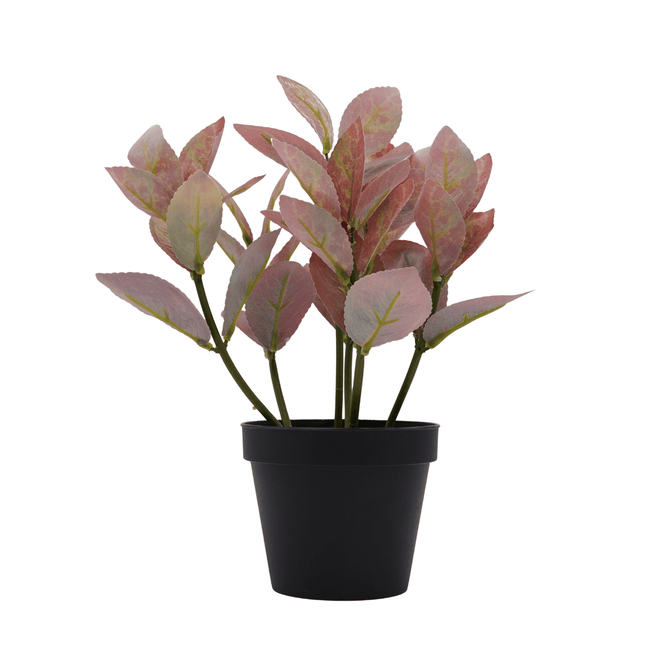 Bonsai Flora