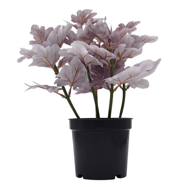 Bonsai Flora