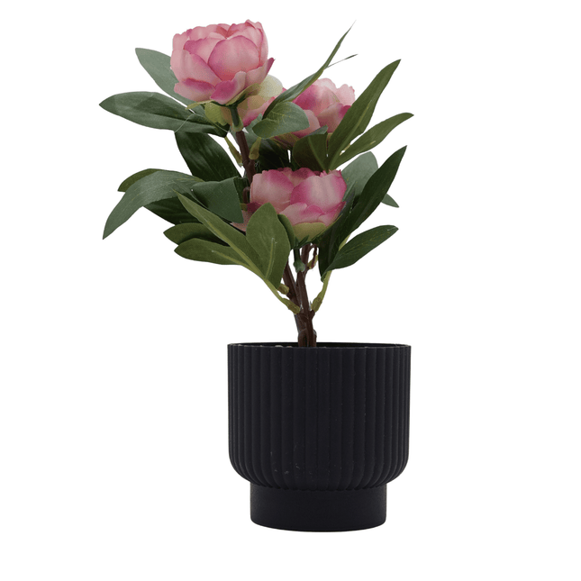 Bonsai Flora
