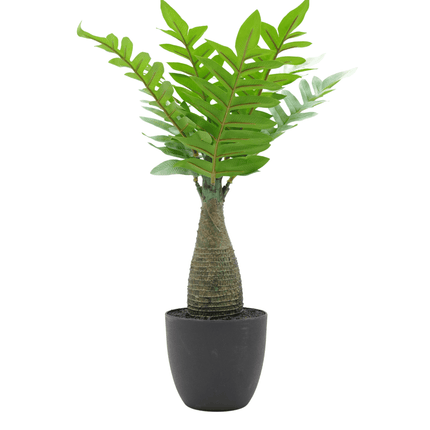 Bonsai Flora